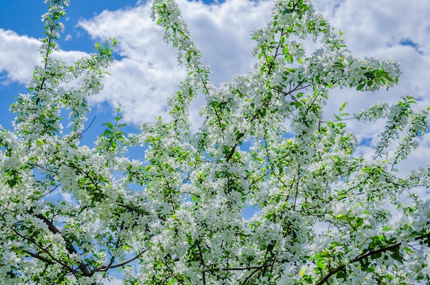Ein Baum mit weißen Blüten am Himmel
