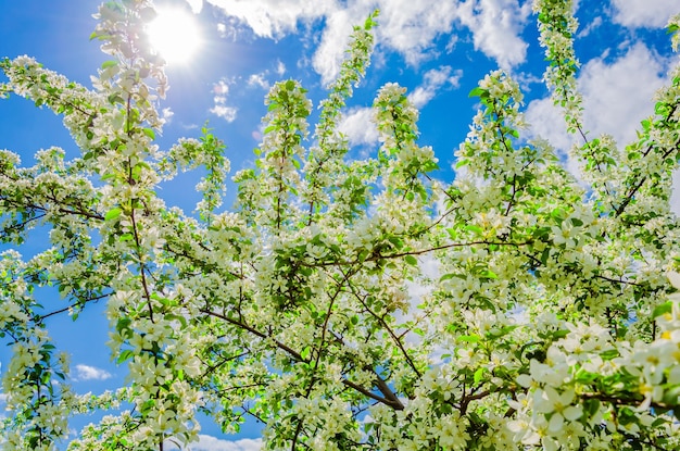 Ein Baum mit weißen Blüten am Himmel