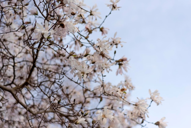 Ein Baum mit weißen Blüten am Himmel