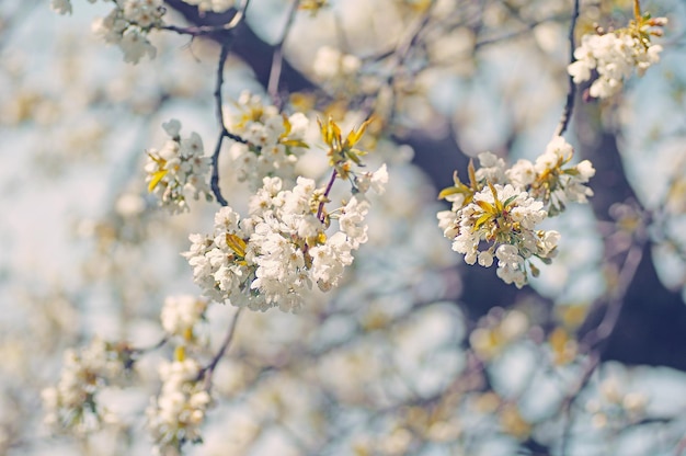 Ein Baum mit weißen Blüten, die den Frühling sagen