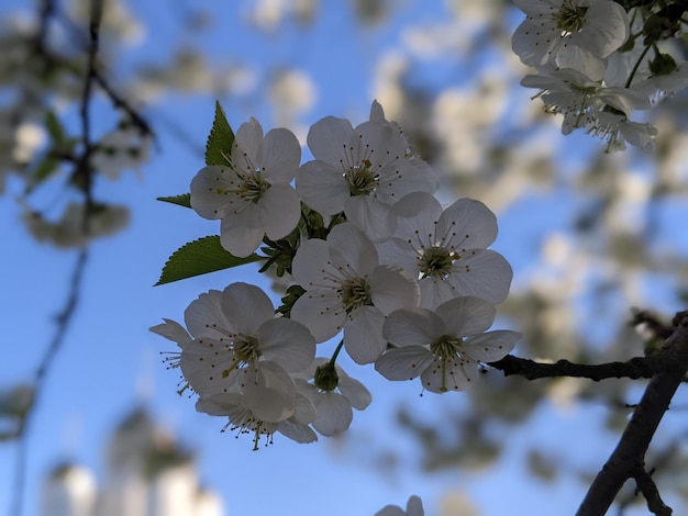 Ein Baum mit weißen Blüten im Frühjahr