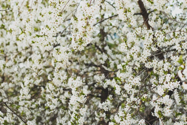 Ein Baum mit weißen Blüten im Frühjahr