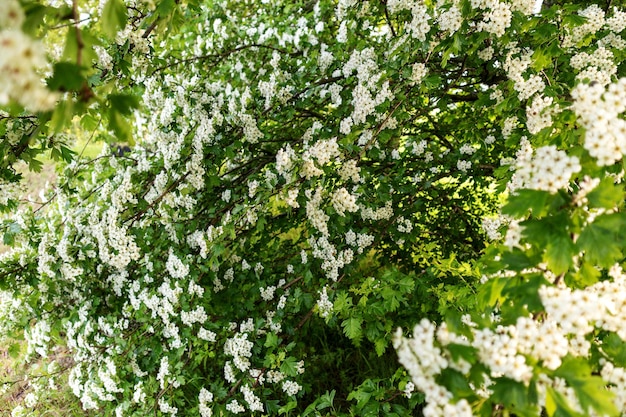 Ein Baum mit weißen Blüten im Frühjahr