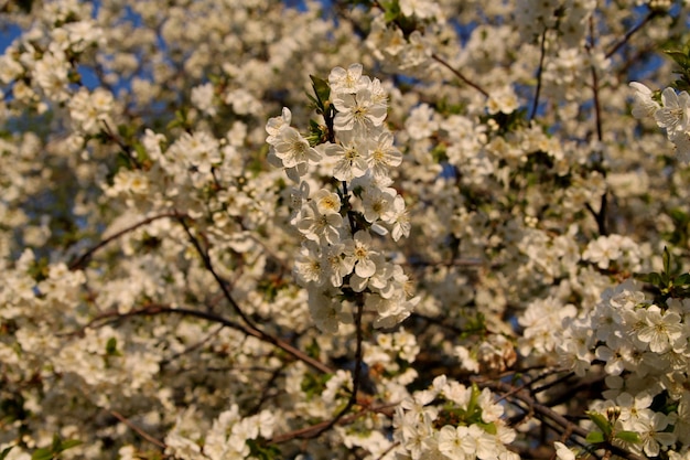 Ein Baum mit weißen Blüten im Frühjahr