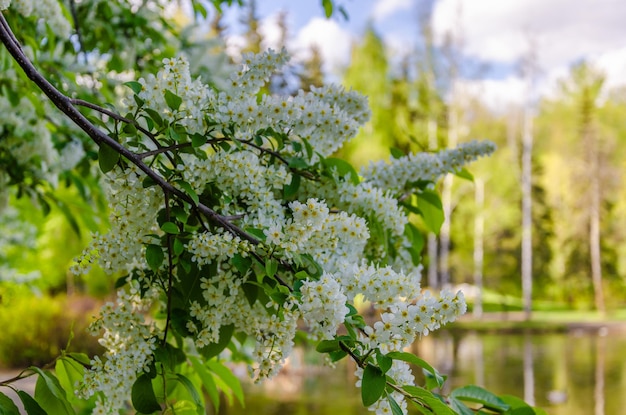 Ein Baum mit weißen Blüten im Park