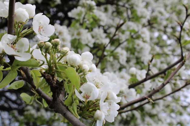 Ein Baum mit weißen Blüten und grünen Blättern