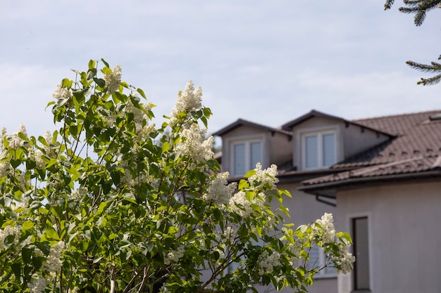 Ein Baum mit weißen Blüten vor einem Haus