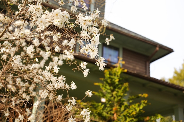 Ein Baum mit weißen Blüten vor einem Haus