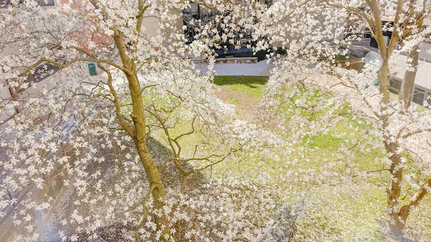 Ein Baum mit weißen Blüten vor einem Haus