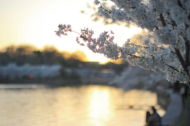 Ein Baum mit weißen Blüten