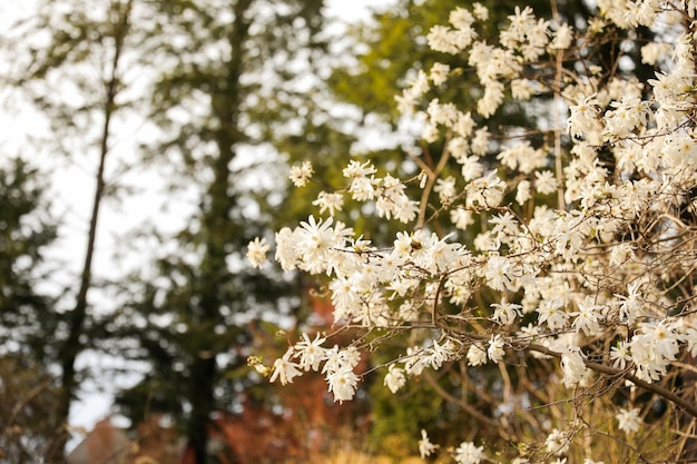 Ein Baum mit weißen Blumen im Hintergrund, auf den die Sonne scheint.