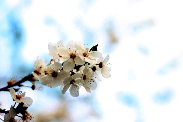 Ein Baum mit weißen Blumen im Hintergrund