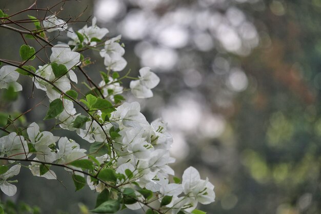 Ein Baum mit weißen Blumen im Vordergrund und einem grünen Hintergrund.