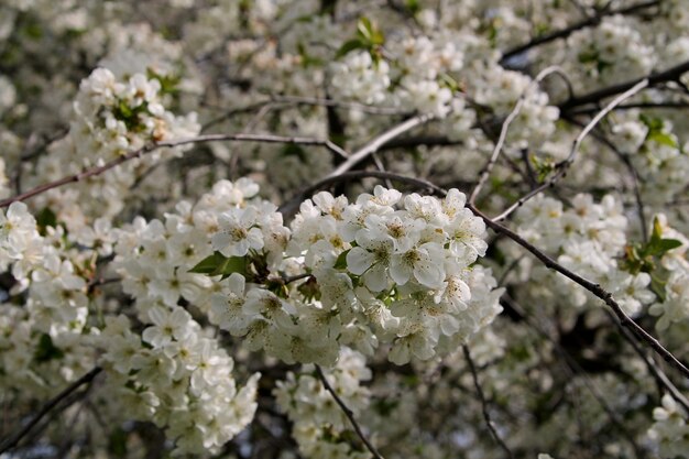 Ein Baum mit weißen Blumen und dem Wort Kirsche darauf