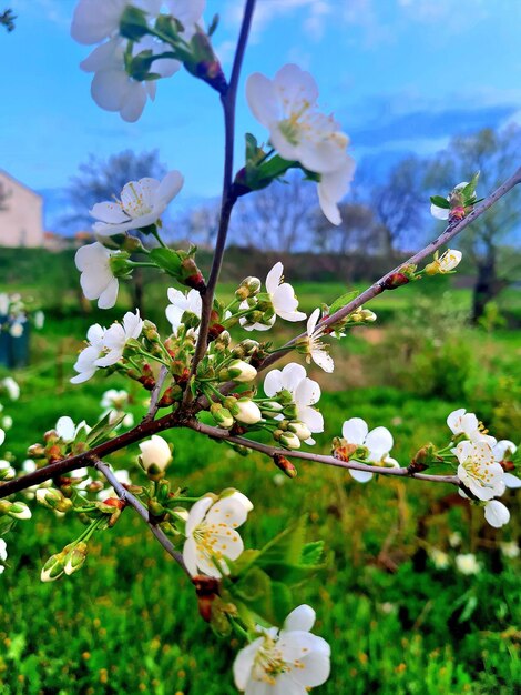 Ein Baum mit weißen Blumen und grünem Gras im Hintergrund