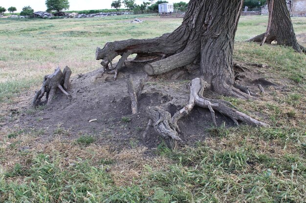 Foto ein baum mit wurzeln auf dem boden