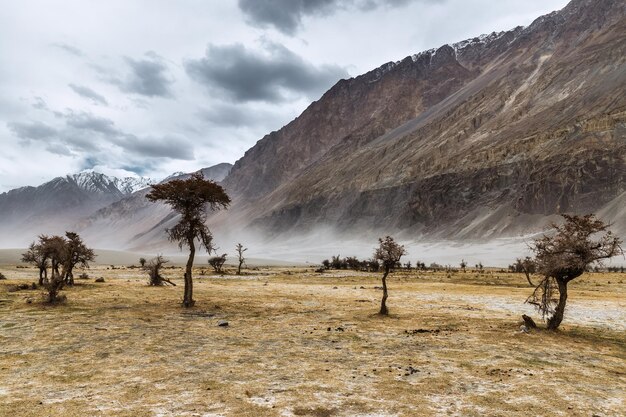 ein Baum mitten in der WüsteHunder Sanddünen des Nubra-Tals in Leh, Ladakh, Indien