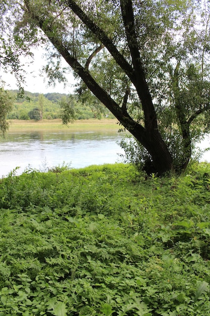 Ein Baum neben einem Gewässer