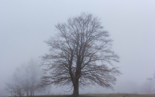 Ein Baum ohne Blätter im Herbst im Nebel.