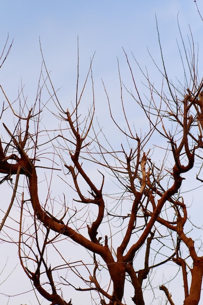 Ein Baum ohne Blätter und ein Vogel darauf