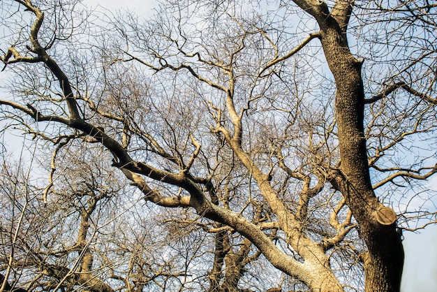 Ein Baum ohne Blätter und Äste, auf denen das Wort Baum unter bewölktem Himmel steht