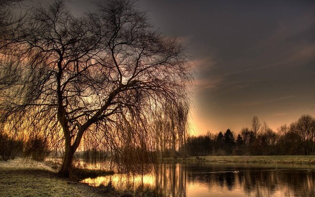 ein Baum ohne Blätter