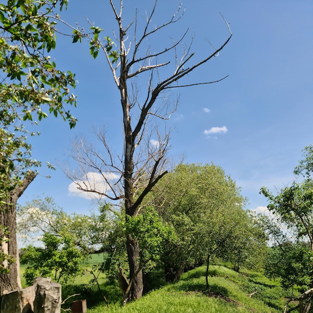 Ein Baum ohne Blätter