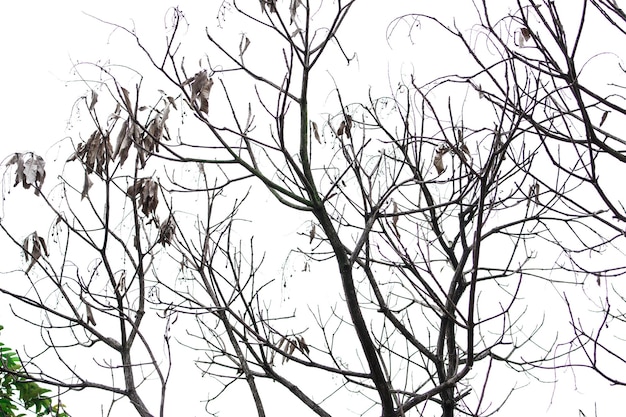 Ein Baum ohne Blätter