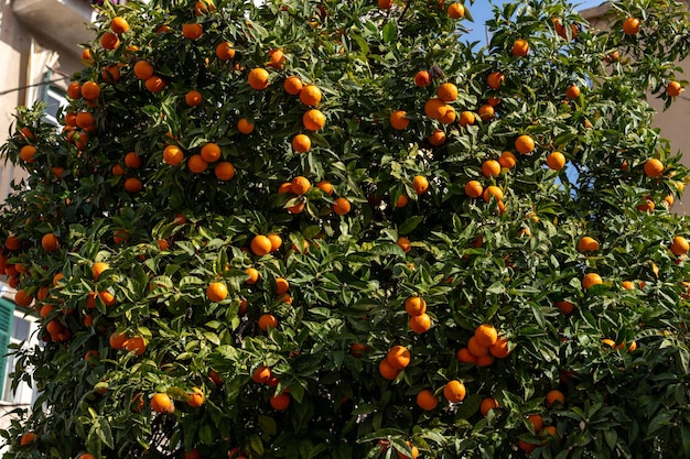 Ein Baum voller Orangen wächst vor einem Gebäude