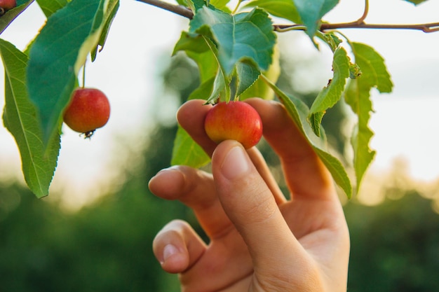 Ein Baum voller Paradiesäpfel im Garten Die Hand eines Mannes erntet Paradiesäpfel Bauernhände mit frisch gepflückten Äpfeln