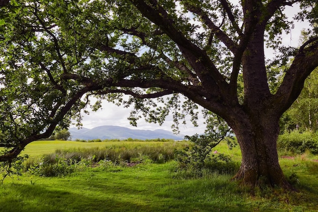 Foto ein baum wächst auf einem grasbewachsenen feld gegen den himmel