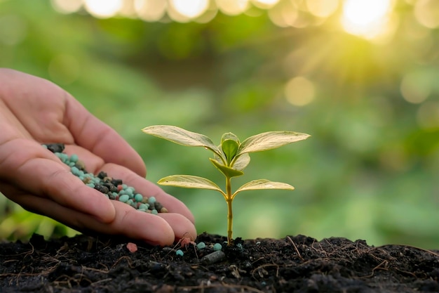 Ein Baum wächst im Boden und die Hand eines Bauern düngt das landwirtschaftliche Konzept des Bodens und Investitionen in das Pflanzenwachstum in der Düngemittelindustrie