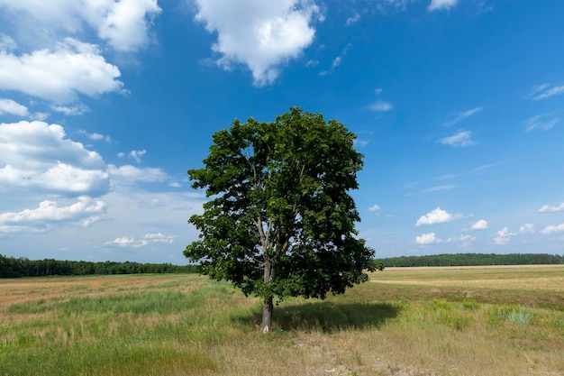 Ein Baum wächst im Sommer auf dem Feld, Gras und andere Pflanzen im Sommer