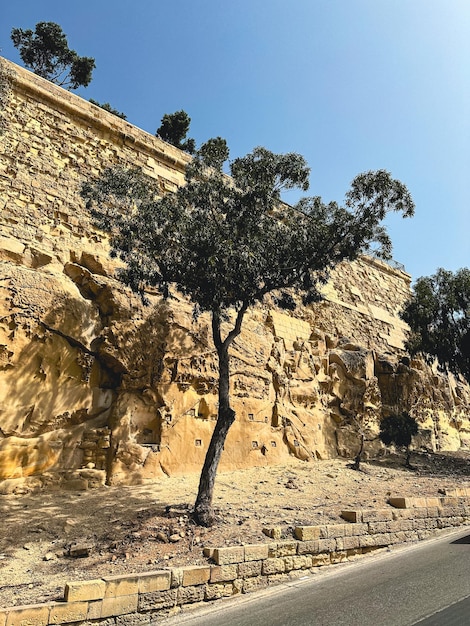 ein Baum wächst in den Felsen einer Stadt