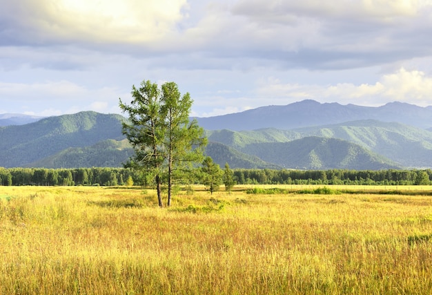 Ein Baum zwischen den Altai-Bergen unter einem blauen bewölkten Himmel Sibirien Russland