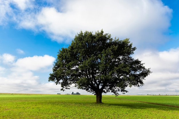 Ein Baum