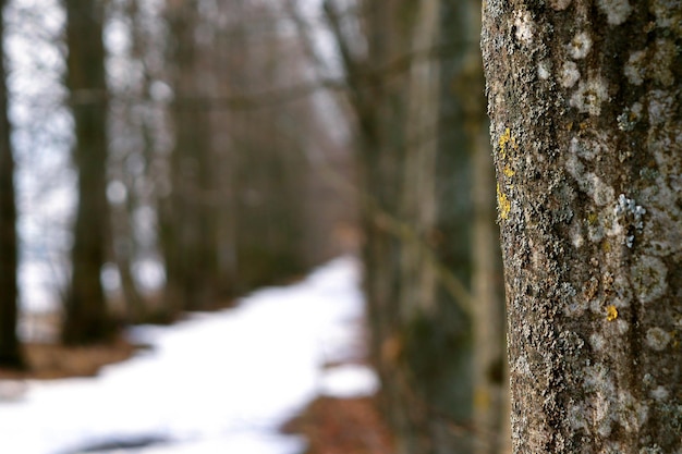 Ein Baumkorridor ein Weg im Schnee