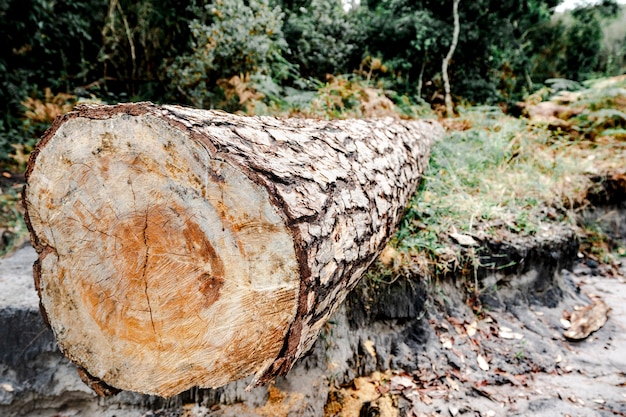 Foto ein baumstamm im wald, gestapelte kiefernstämme im wald, holzstämme, holzeinschlag.