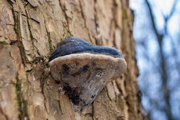 Ein Baumstamm mit einem Pilz darauf