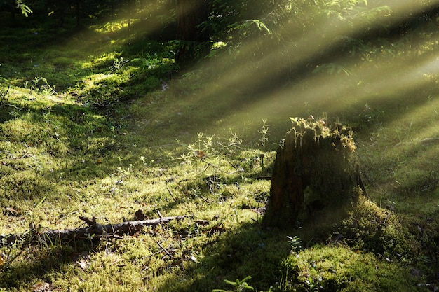 Ein Baumstumpf im Wald mit Pilzen, den Sonnenstrahlen