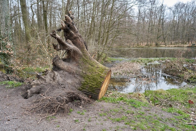 Foto ein baumstumpf im wald