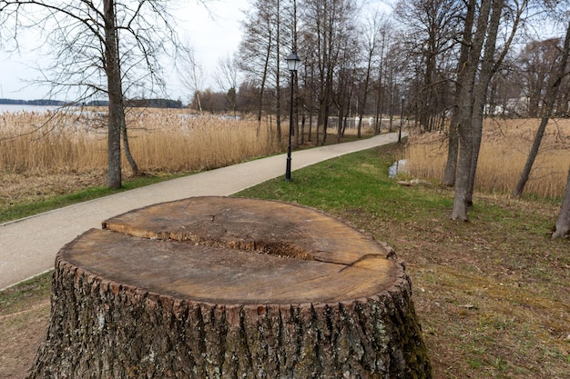 Foto ein baumstumpf mit dem wort see in der mitte