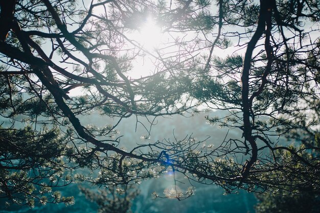 Foto ein baumzweig, durch den die sonne scheint.