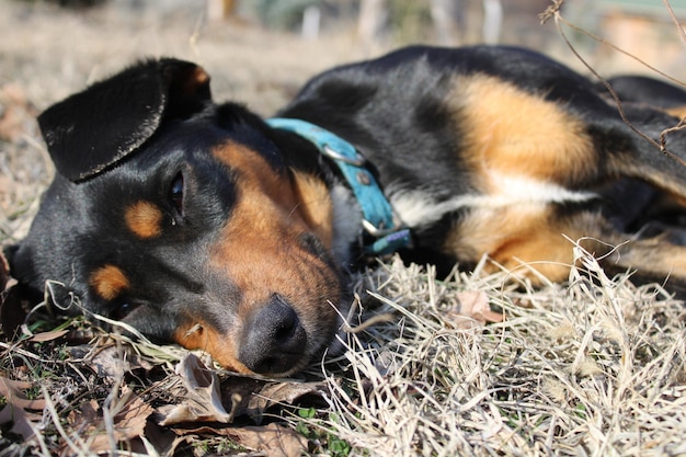 Ein Beagle-Hund, der mit geschlossenen Augen im Gras schläft