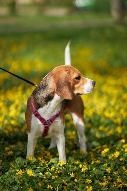 Ein Beagle-Hund in einem Blumenfeld