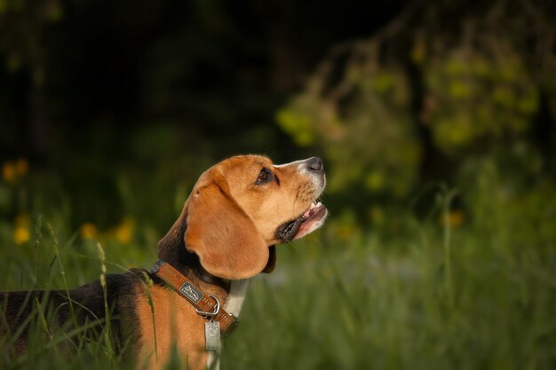 Ein Beagle-Hund in einem Grasfeld