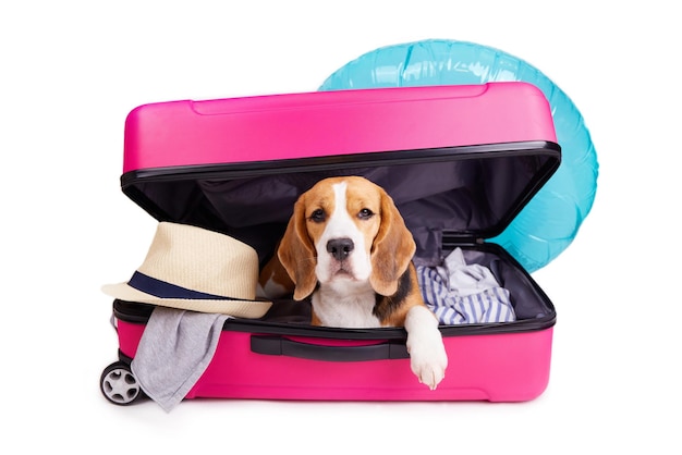 Foto ein beagle-hund in einem koffer mit kleidung und zubehör für sommerferien auf einem weißen isolierten hintergrund bereitet sich auf die reise vor, um gepäck zu packen