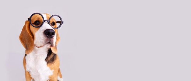 Ein Beagle-Hund mit runder Brille auf grauem, isoliertem Hintergrund