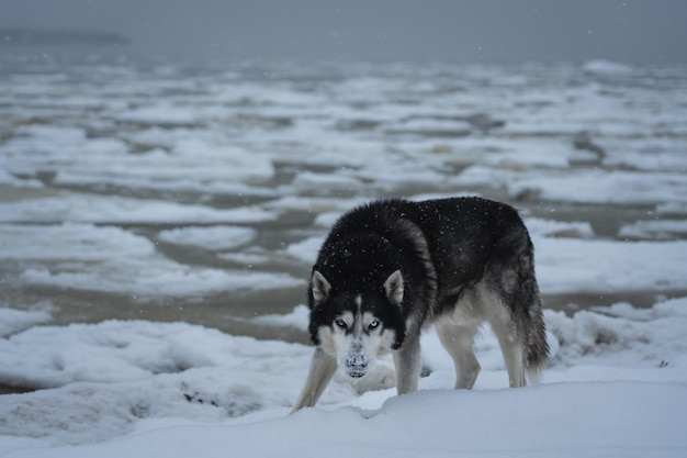 Foto ein bedrohlicher husky-hund mit bunten augen an einem eisigen meer an einem wintertag