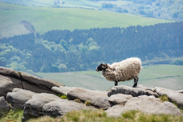 Foto ein behaartes männliches schaf am horizont im bezirk north face peak